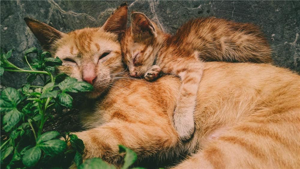 HCYEFG for Grown Ups Adults Jigsaws 1000 Pieces Orange Tabby Cat and Kitten Puzzle DIY Art