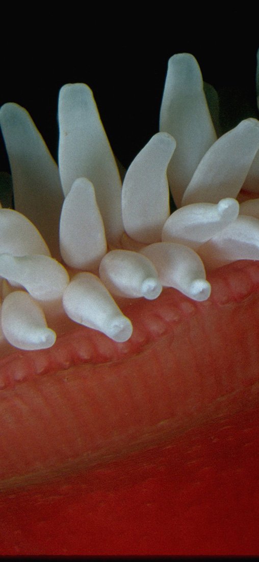 PeelitStickit Underwater, Undersea Wall Murals, ID-116, vinyl