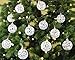SLEETLY 28pc White Swirl Transparent Clear Ornaments for Farmhouse Christmas Tree Holiday Xmas Decorations - Large Shatterproof Plastic 3.15 Inch Glitter Snow Balls, Icicles and Snowflakes