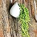 Celestte Succulent Planter, Mini Round White Ceramic Hydroponic Wall-mounted Flower Pots