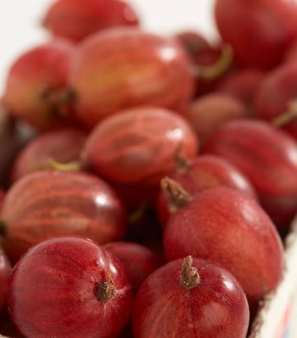 Dehner Stachelbeere'Spinefree', Hochstamm mit roten Früchten, ca. 90-110 cm, Beerenobst  