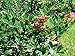 Summer Sunset Blueberry Plant -Pink/Blue/Yellow/Purple/Orange/Red Berries-4" Pot
