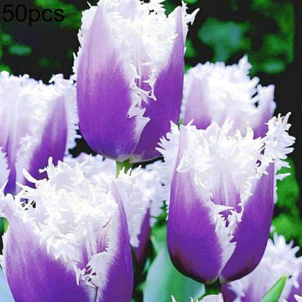 good01 50Pcs Easy Growing Tulip Flower Seeds | Yard Garden Balcony Bonsai Scented Flower Perennial Plants Orange Tulip Seeds