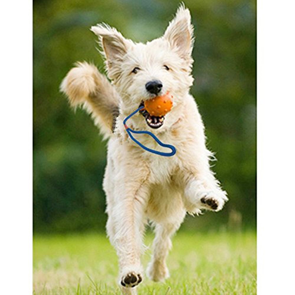 Dog Chew Toy Durable Non-Toxic Toy Balls for Small Dogs Soft Bouncy Rubber Dog Ball Launcher for aggressive chewers training Pet Dog Cat Exercise and Reward Toy