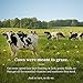 Organic Valley, Milk Boxes, Shelf Stable 1% Milk, Healthy Snacks, 6.75 Fl Oz (Pack of 24)