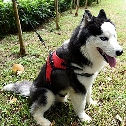 kiwitata Dog Harness- Leash Included,Dog Vest Halter Soft Padded Harness Leashes Set,Adjustable and Durable Harness for Pet All Size Dog Daily Training Walking Running
