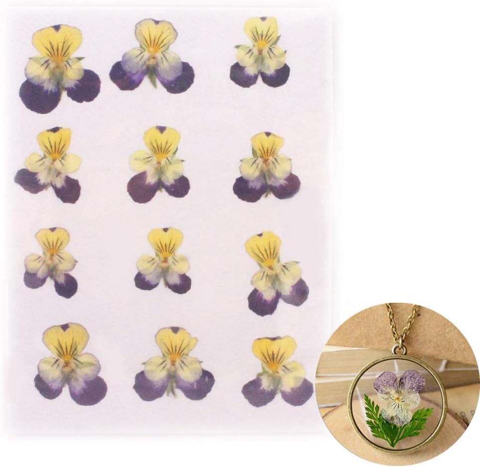 12pcs Purple Yellow Natural Pressed Dried Pansy Flower Dry Plants Epoxy UV Resin Pendant Necklace Nail Art Jewelry Making Scrapbooking DIY