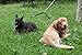 2PET Double Dog Leash Tangle Free Adjustable Leash Coupler - Ideal Dog Leash for 2 Dogs Extension - Forget About Messy Tangled Walks of Dogs - Ebony Black