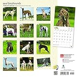 Image de Greyhounds 2018 12 x 12 Inch Monthly Square Wall Calendar, Animals Dog Breeds (Multilingual Edition)