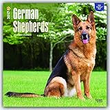 German Shepherds 2017 Square (Multilingual Edition)