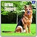 German Shepherds 2017 Square (Multilingual Edition)