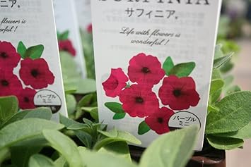 Amazon 花苗 まとめ買い サントリーフラワーズ サフィニア パープルミニ 4ポットセット 3寸苗 送料込価格 花