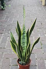 Botanicly Sansevaria Variegated Mother in Law Tongue Indoor Plant 30 cm view 6