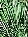 ShinyBeauty® Green-Foil-Fringe-Curtain-3FTX8FT Metallic Shiny Curtain/Backdrop for Party Photo Backdrop