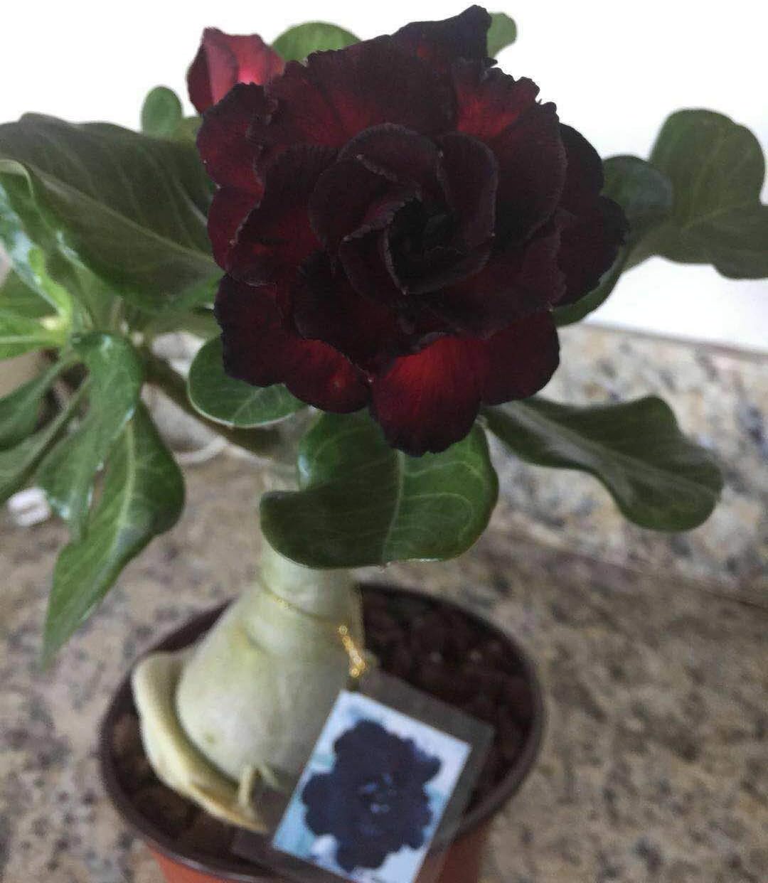 Amazon Com Succulent Desert Rose Plant Adenium No 62 Good