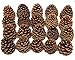 Natural Ponderosa Pine Cones Unique Home Holiday Decoration 3 to 4