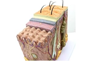 50X TDOU 35/50/70 Times Human Big Anatomical Skin Magnified Tissue Structure Model with Hair 35X/50X/70X Enlarged for Biology Minimally Invasive Cosmetic Surgery Teaching Models(50X)