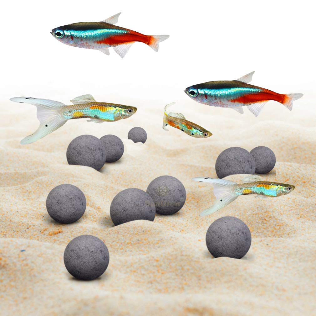 Buy Live Fish Online in KSA at Low Prices at desertcart