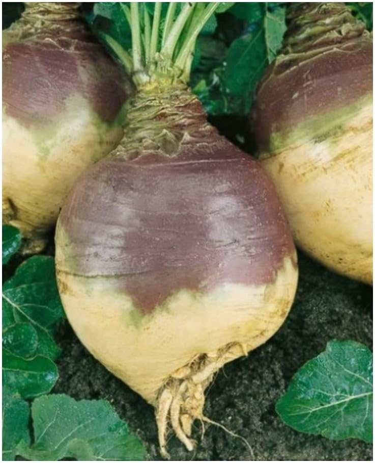 PREMIER SEEDS DIRECT - Swede Seeds - Rutabaga - American Purple TOP - 5 Grams