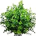 MIXCUTE Artificial Boxwood (Pack of 6), Fake Plants Faux Artificial Greenery Boxwood Stems for Wedding, Home, Farmhouse, Garden, Office, Hotel, Indoor, Outdoor Decor primary