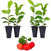 Barbados Cherry Tree (4 Pack) Live Plant for Sale | Easy to Grow Plants | Edible Fruit Plant for Sustainable Living | Grow Your Food on Your Edible Organic Garden