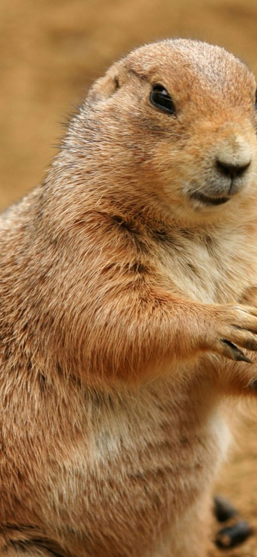 PeelitStickit Dessert, Animal Wall Murals ID-261, vinyl