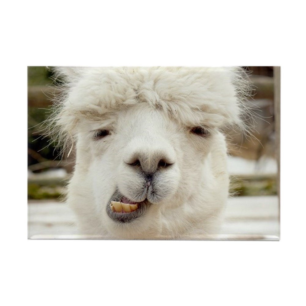 The 9 Best Llama Refrigerator Magnet