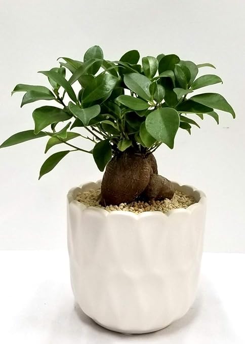 Amazon Co Jp プライム 観葉植物 ガジュマル 生植物 ミニ 切子風柄 3号鉢 幸運の樹 お手入れかんたん インテリア ガジュマル ギフト 贈り物 運気上昇 多肉質 インテリア 玄関 リビング 贈り物 ギフト ホーム キッチン