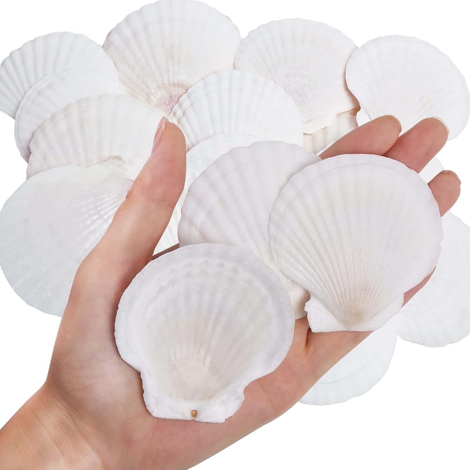 Vase Fillers - 30PCS Natural Scallop Shells White Sea Shells for Decorating from Sea Beach Real Seashells for DIY Craft Painting Ocean Themed Party Wedding 2''-3''