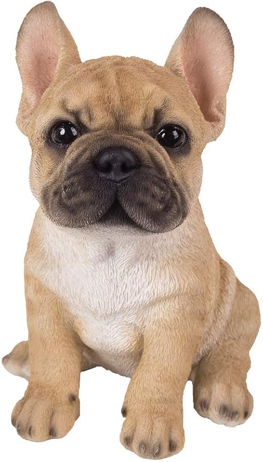 adorable french bulldog