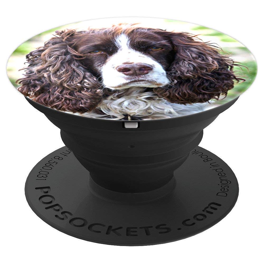 Beautiful Cute Springer Spaniel