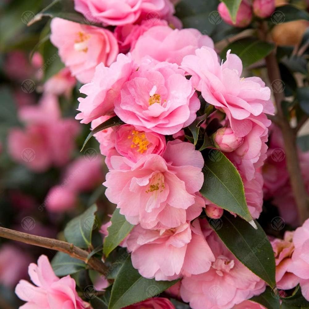 Camellia williamsii �Spring Festival� Evergreen Pink