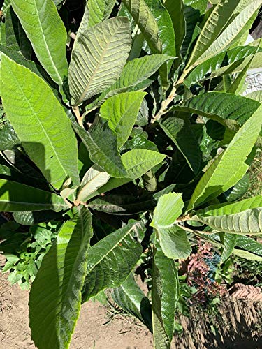 RubyShop724 15 Freshly Picked Organic Loquat Tree Leaves from a Very Fertile Tree - Thumbnail 2