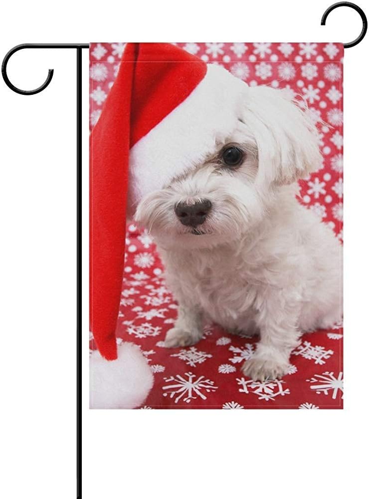 dog in a christmas hat