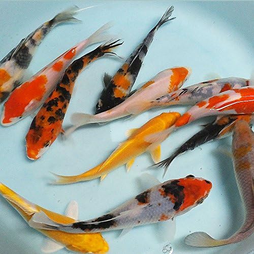 Amazon 生体 お任せ 錦鯉mix 5匹 L 16cm cm 鯉 色鯉 Emuwai Emuwai 観賞魚 水中生物 通販