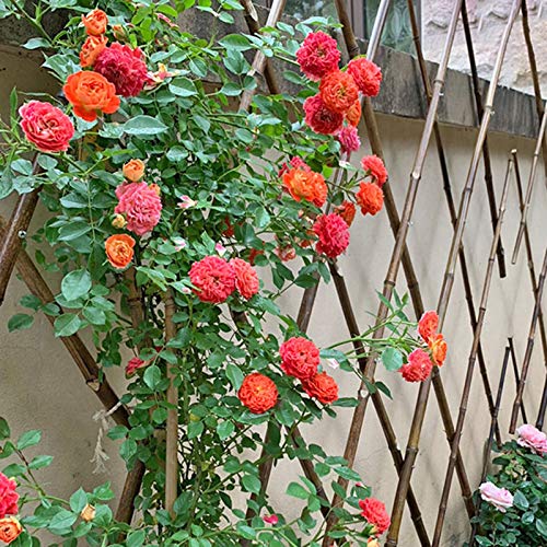 Pillows-RJF Gartenzaun, Ausbaufähig Pflanzenwand Beeteinfassung Dekorativ Gartenabgrenzung Abnehmbar Holzzaun für… – Bild 3