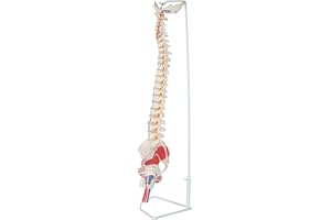 Axis Scientific Painted Flexible Spine Model, 36" Life Size Spinal Cord Anatomy Model Demonstrates Muscle Origins,Insertion Points,Vertebrae, Nerves, Arteries, Lumbar Column, Includes Stand