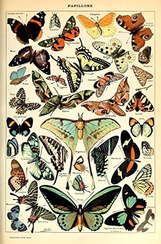 Vintage Victorian Butterfly Specimen Poster Canvas Picture Art Print Premium Quality A0 A1 A2 A3 A4 New Best Cheap (A0 Canvas (30/40))