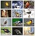 Small World Greetings Song Bird Note Cards With Identification Card 12 Count-Blank Inside with White Envelopes-A2 Size 5.5