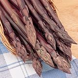 Purple Passion Asparagus Plants Crowns Roots Bare Root 25 Ea