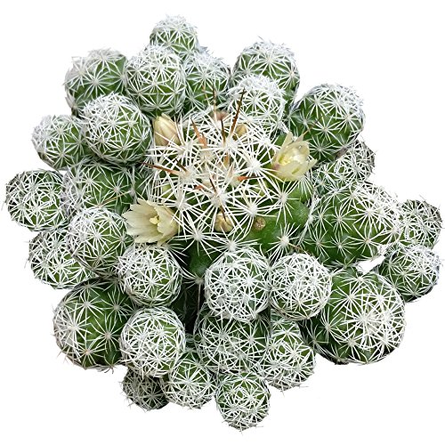 Thimble Cactus Mammillaria Cactus Gracilis Fragilis Succulent (2 inch) - Thumbnail 3