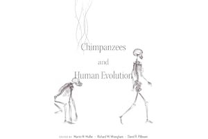 Chimpanzees and Human Evolution