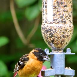 Amazon Com Soda Bottle Bird Feeder Wild Bird Tube Feeders