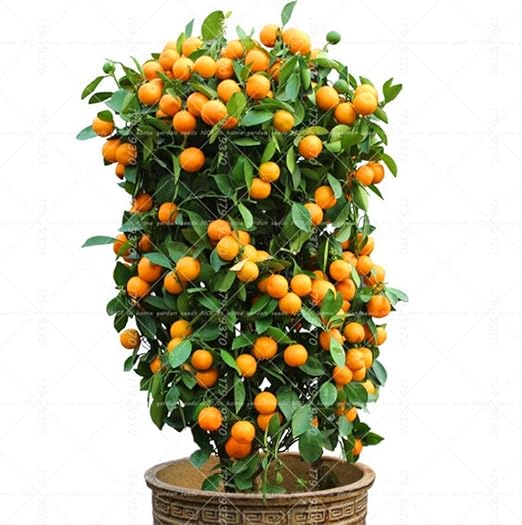 40pcs Citrus reticulata bonsai en maceta de Bonsai orgánicos ...