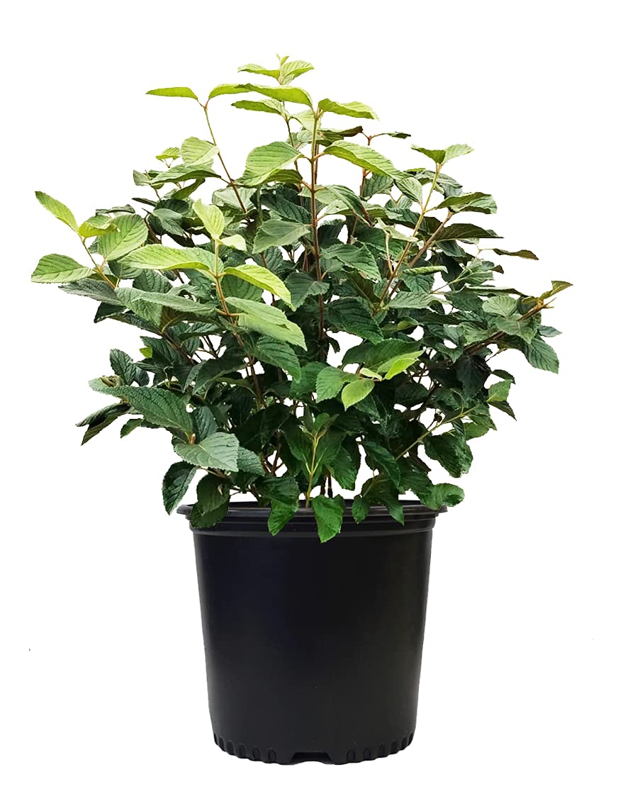 Viburnum