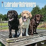 2017 Monthly Wall Calendar - Labrador Retrievers