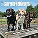 2017 Monthly Wall Calendar - Labrador Retrievers