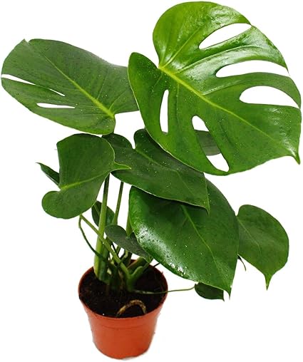 Exotenherz Monstera Deliciosa Window Leaf 12 Cm Pot Approx 30 35 Cm High Amazon De Garten