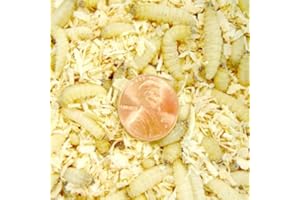 500ct Live Waxworms, Pet Food, Fishing by Gimminy Crickets & Worms