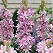 Sensation Tuberose - FRAGRANT - Polianthus - 1 Bulb